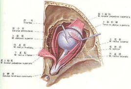 眼球肌 眼球肌