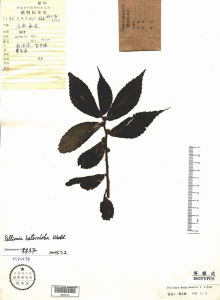 雲南赤車 雲南赤車