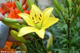 黃油小精靈 黃油小精靈