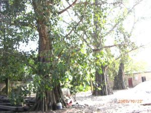 曼打鳩村 曼打鳩村