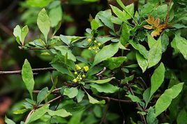 麻栗坡小檗 麻栗坡小檗