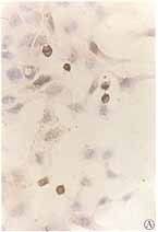 細胞癌基因 細胞癌基因