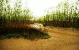 崇明西沙濕地公園 崇明西沙濕地公園