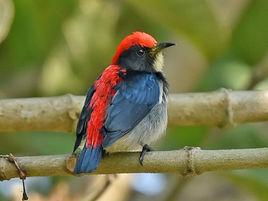 朱背啄花鳥 朱背啄花鳥