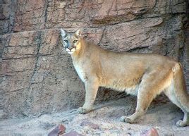 科羅拉多河美洲獅