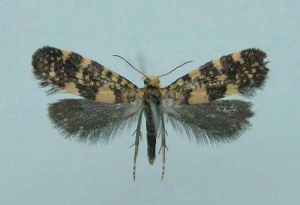 絲蘭蛾科 絲蘭蛾科