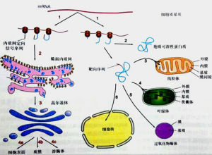 蛋白質分選 蛋白質分選