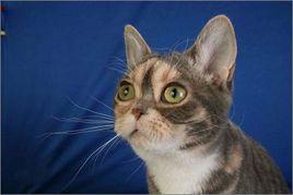 美國剛毛貓 美國剛毛貓