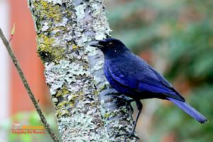 台灣紫嘯鶇 台灣紫嘯鶇