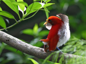 幡羽極樂鳥 幡羽極樂鳥