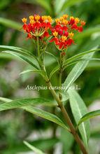 馬利筋屬（黑脈金斑蝶主要宿主）