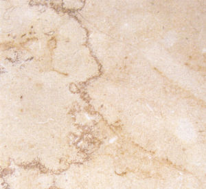 貝沙金-3 | Golden Shell |