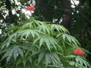 細裂葉珊瑚油桐