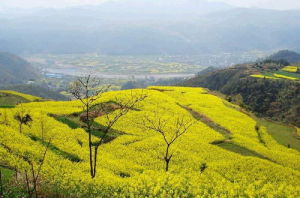 桑洲油菜花 桑洲油菜花