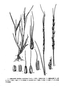 偏凸山羊草 偏凸山羊草