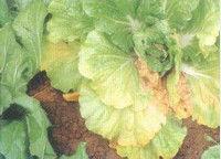 上海青蔬菜黃葉病 上海青蔬菜黃葉病