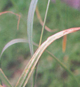 大麥細菌條斑病 大麥細菌條斑病
