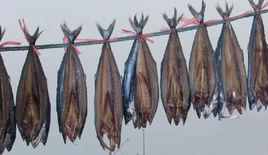 風乾鮁魚 風乾鮁魚