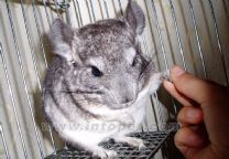 山絨鼠屬 山絨鼠屬