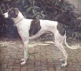 馬扎爾犬 馬扎爾犬