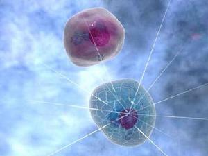 單克隆抗體細胞