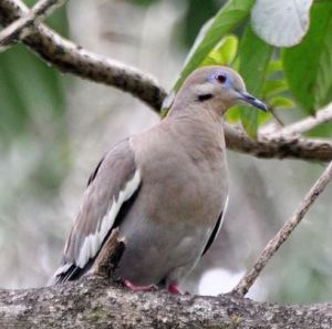 白翅哀鴿巴拿馬亞種 白翅哀鴿巴拿馬亞種