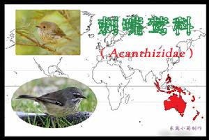 剌嘴鶯科 剌嘴鶯科