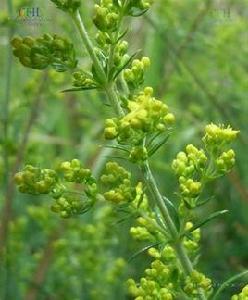 粗糙蓬子菜 粗糙蓬子菜