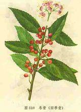 四季青[冬青科冬青屬植物]