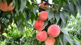 京隴7號 京隴7號