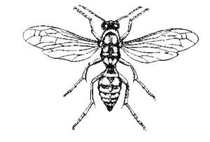 大黃蜂子[大黃蜂子]