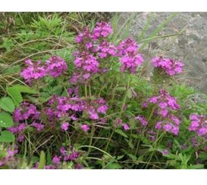 沼地馬先蒿 沼地馬先蒿