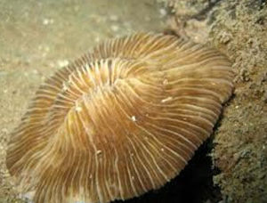 飛碟珊瑚 飛碟珊瑚