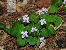 圓葉堇菜 圓葉堇菜