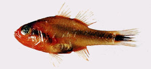 半飾天竺鯛 半飾天竺鯛