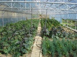 大棚蔬菜種植技術