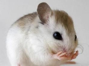 聖安德魯海灘鼠 聖安德魯海灘鼠