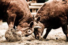 鬥牛[三人籃球比賽]