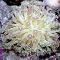 小管孔珊瑚