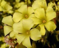 百慕達奶油花 百慕達奶油花