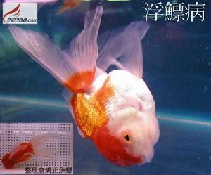 金魚失鰾病 金魚失鰾病