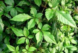 膜孔亞屬 膜孔亞屬