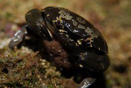 花紋愛潔蟹 花紋愛潔蟹