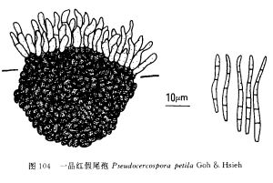 一品紅假尾孢 一品紅假尾孢