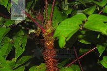 紅楤木[紅楤木]