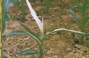 玉米白苗 玉米白苗