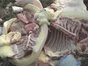 不少黃膘肉流入市場