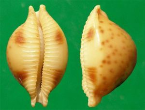 花珠寶螺