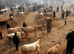 嵩縣閆莊黃牛市場