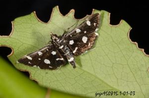 白斑黑螟蛾 白斑黑螟蛾